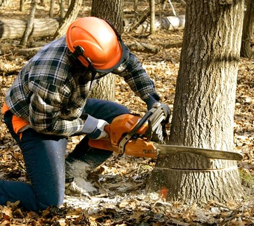 Tree Removal in Mount Desert, ME